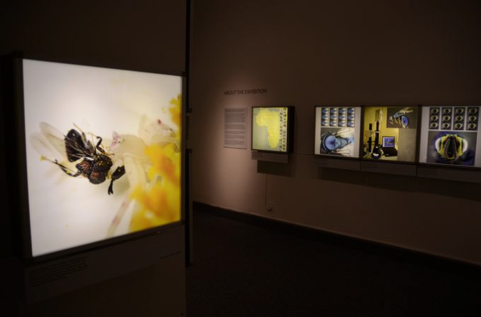 Wasp_exhibition__DSC3397